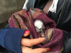 mindful mile chick