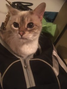 pet cat Shhema