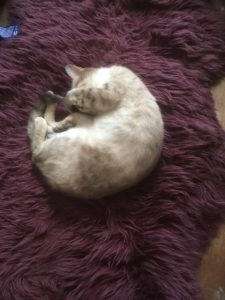 pets sleeping