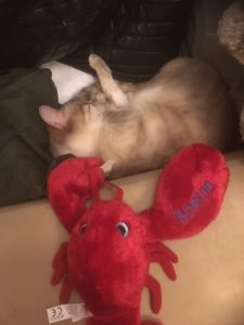 playful pets